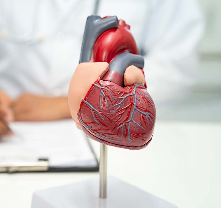 Compassionate, Expert Heart Care